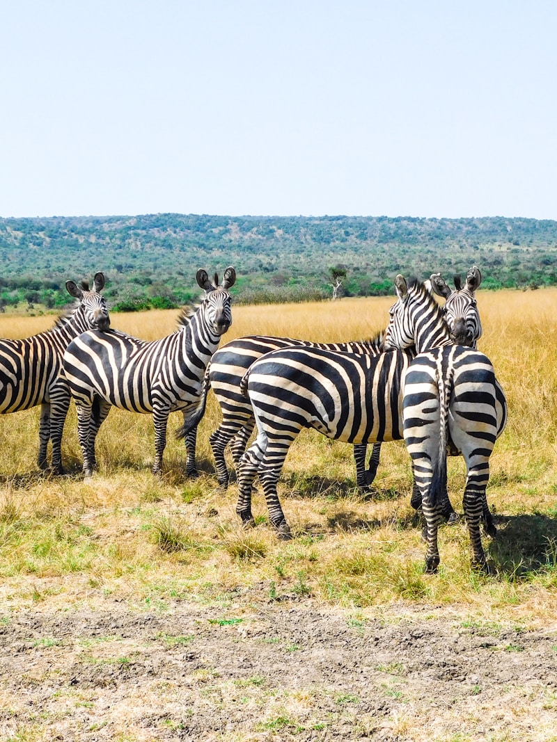 Zebras in Akagera grassland