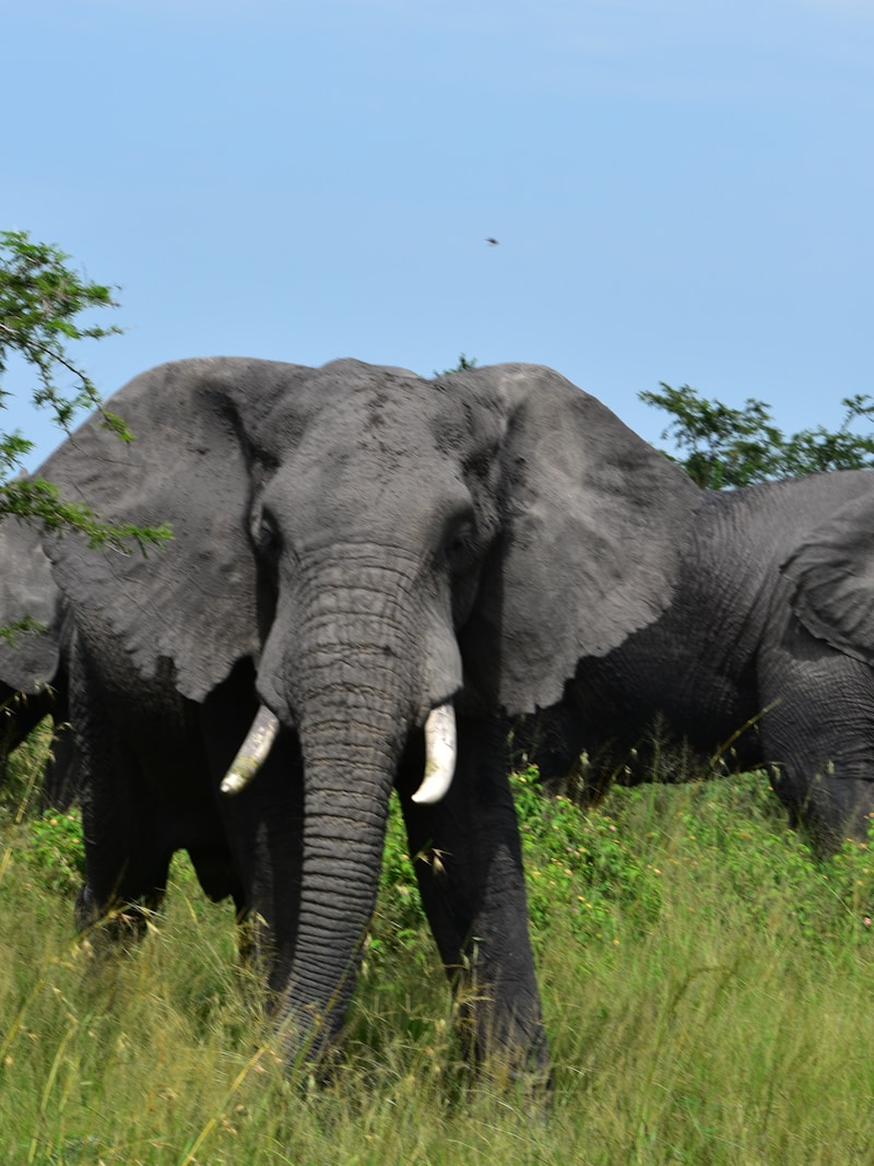 Elephants in Akagera National Park