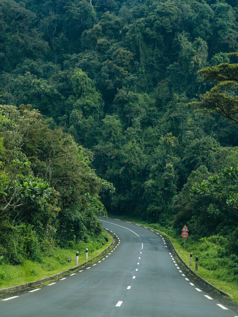 Forest canopy trail Nyungwe