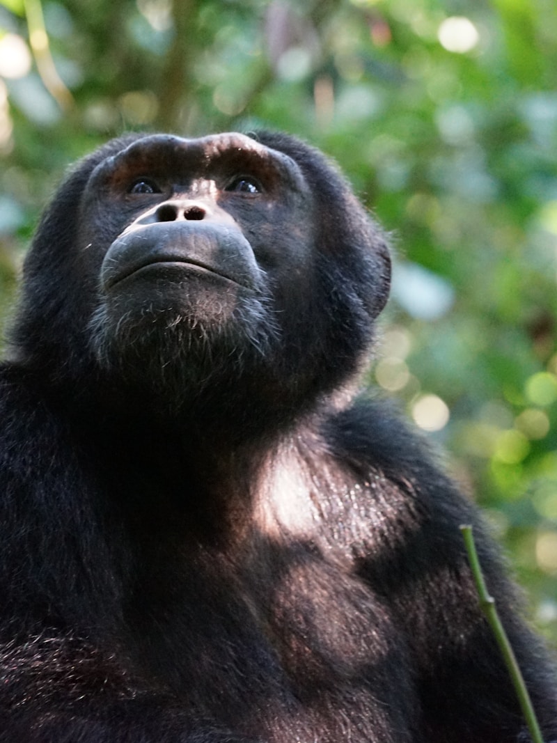 Chimpanzee in Uganda forest