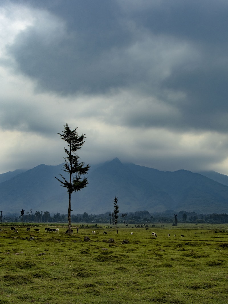 Volcanoes National Park