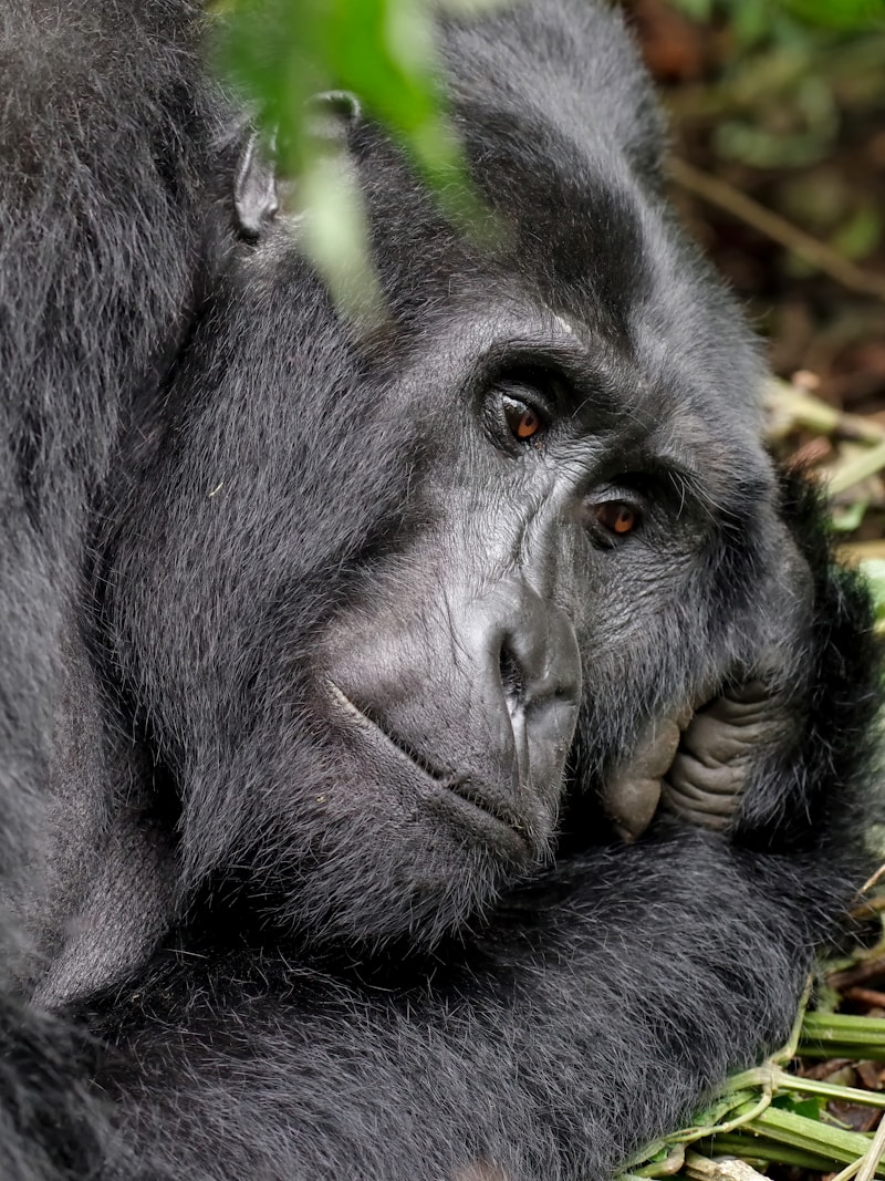 Mountain gorilla Volcanoes National Park