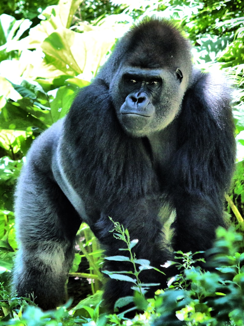Mountain gorilla portrait Rwanda