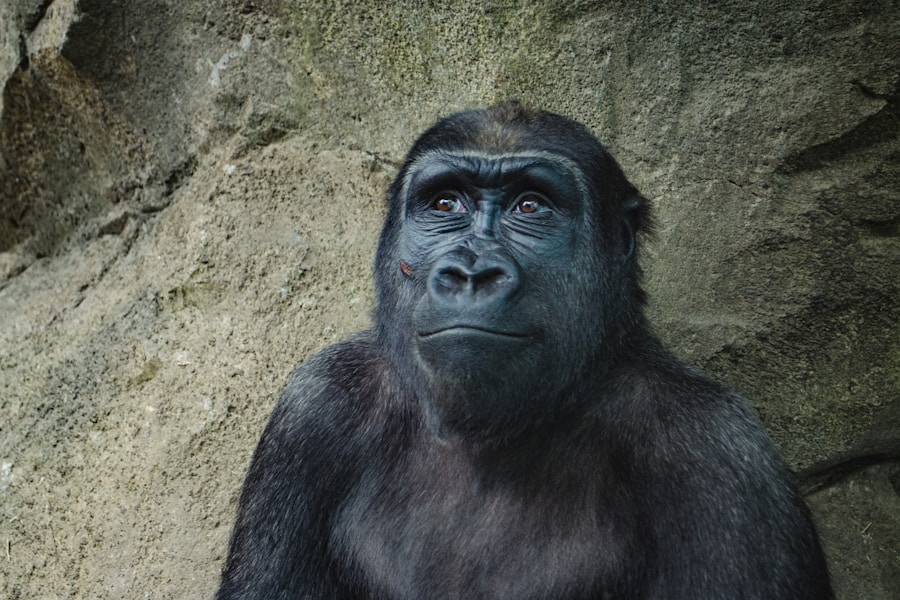 Mountain gorilla in Rwanda forest