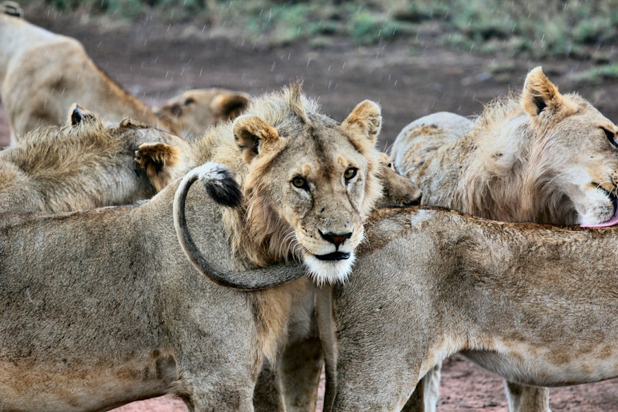 Lions on the Serengeti savanna