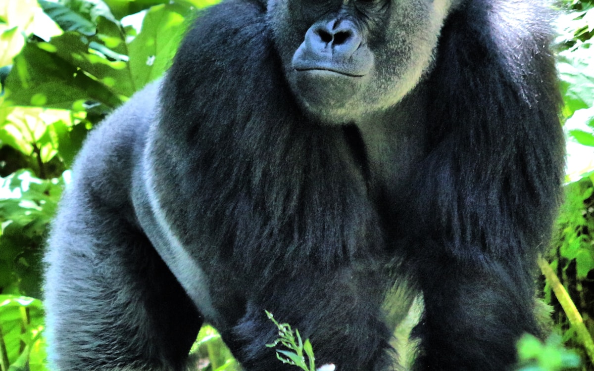 Mountain gorilla portrait