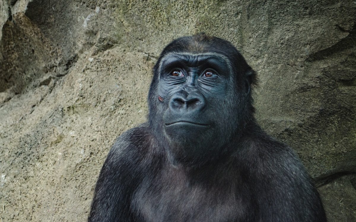 Gorilla family in the mist