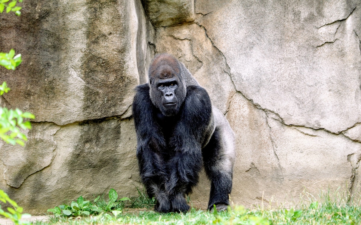 Gorilla in forest