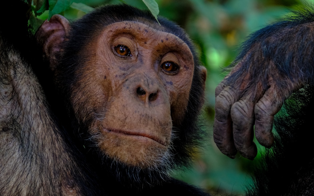 Chimpanzee in Uganda forest