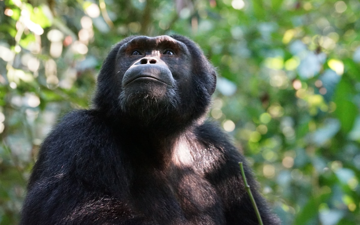 Primate tracking Uganda