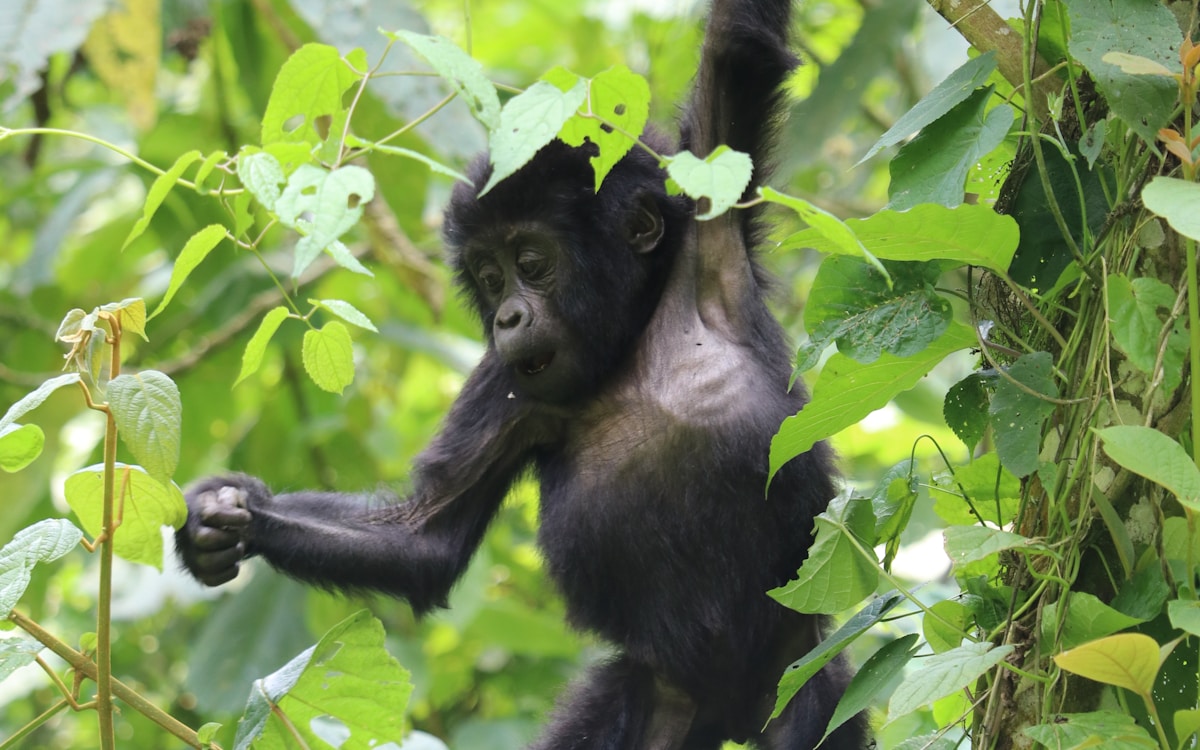 Forest primate trail