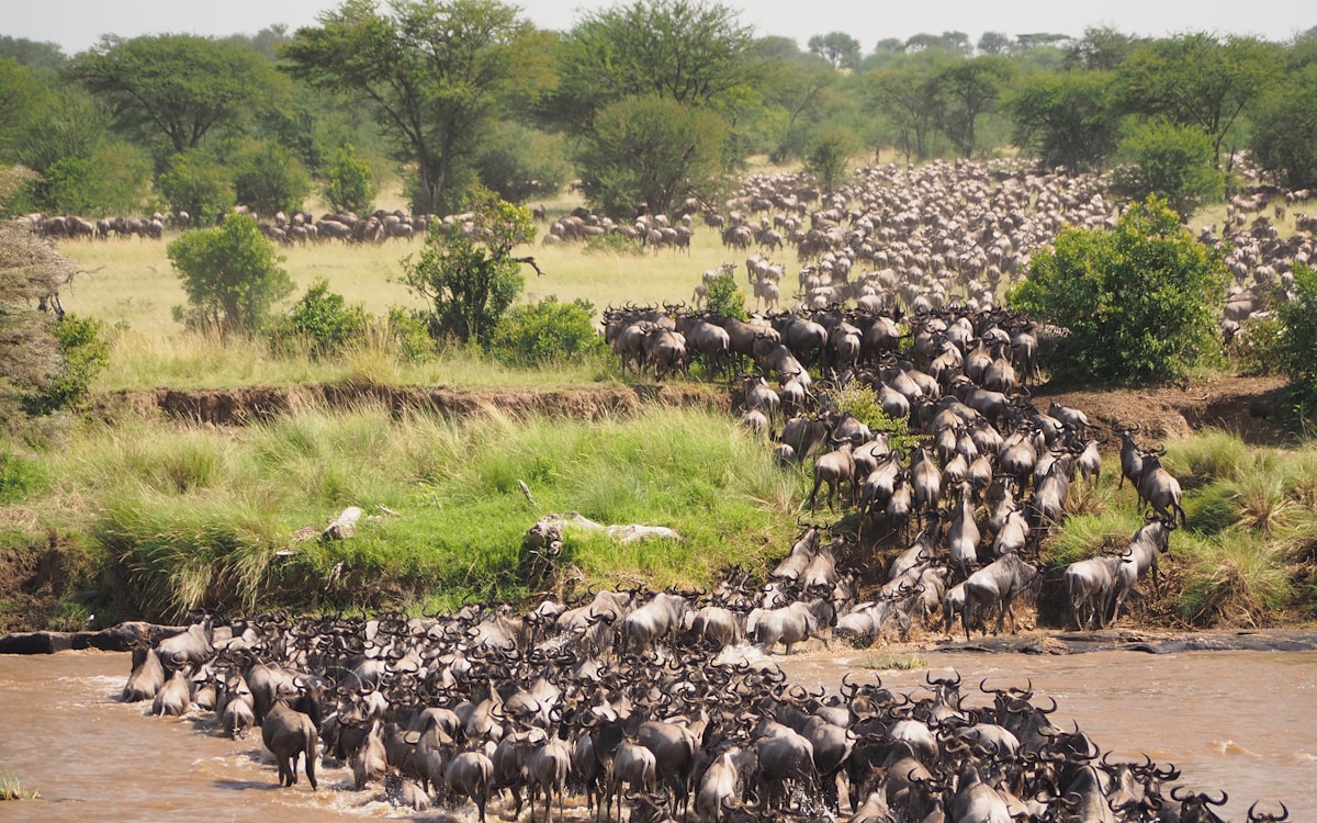 African savanna landscape